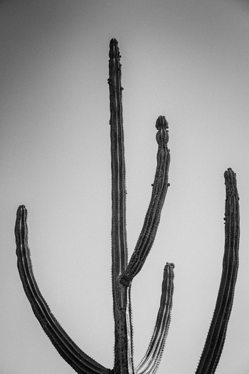 LANZA 50 /4 by Stanislas Ledoux