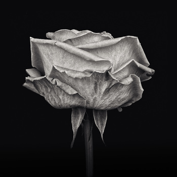 Pink Rose, Study III, (102 x 102cm image) by Paul Coghlin