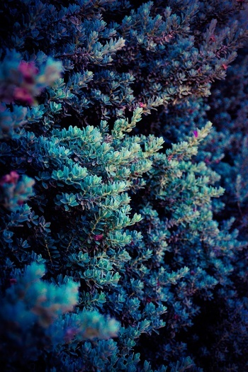 Spring par Tal Paz-Fridman