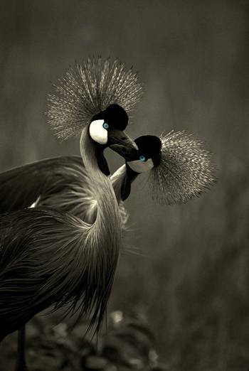Regard amoureux des grues cendrés by Leroyphoto