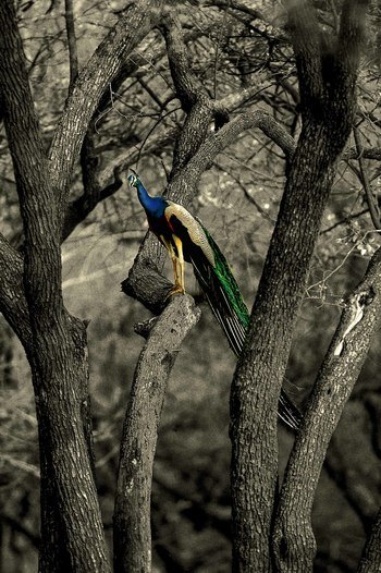 Splendeur du paon indien by Leroyphoto