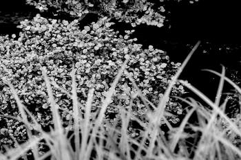 03 Tissages de Chlorophylle : La Trame du Silence by Bruno Houdayer
