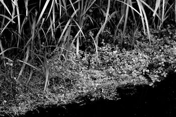 02 Tissages de Chlorophylle : La Trame du Silence by Bruno Houdayer