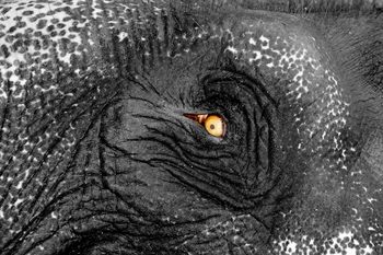 L'éléphant à bon œil  by Leroyphoto