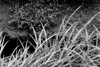 03 Tissages de Chlorophylle : La Trame du Silence by Bruno Houdayer