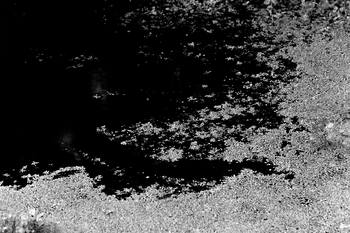 03 Tissages de Chlorophylle : La Trame du Silence by Bruno Houdayer