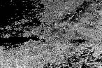 03 Tissages de Chlorophylle : La Trame du Silence by Bruno Houdayer