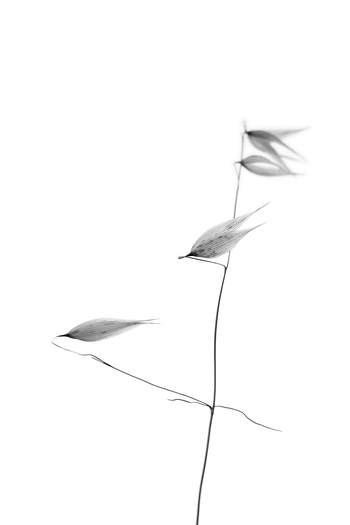 In light of current events IV by Tal Paz-Fridman