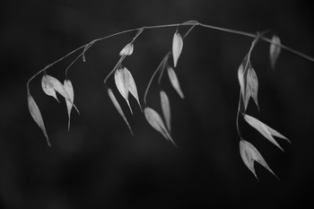 In light of current events II by Tal Paz-Fridman