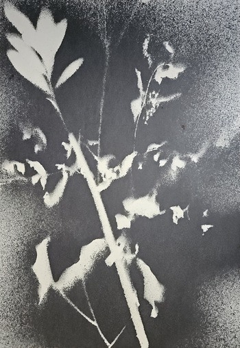 RF36  par Stefano Mazzolini