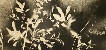 RF242526  by Stefano Mazzolini