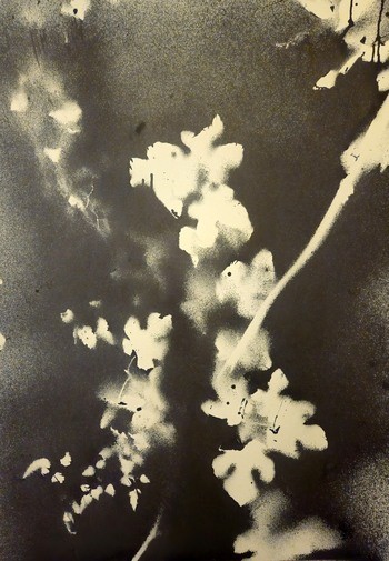 RF17  par Stefano Mazzolini