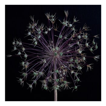 Allium Exaruit.  Limited Edition 1 of 10. by Ian Hoskin