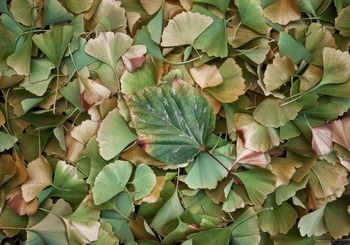 GINKGO CARPET by HOLLY WATT