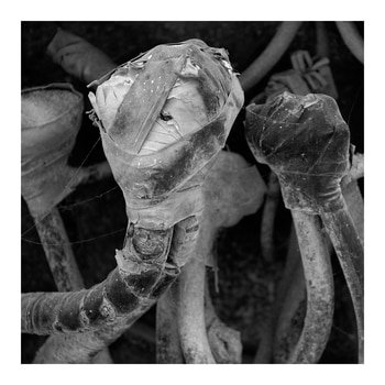 ¡Peligro! 2. Limited Edition 2 of 5 by Ian Hoskin