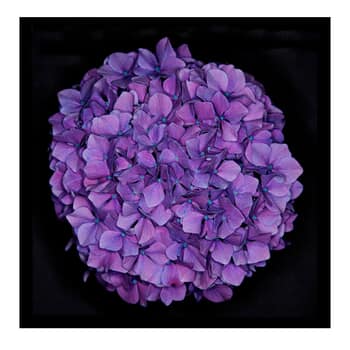 Purple Hydrangea. Limited Edition 1 of 10. by Ian Hoskin