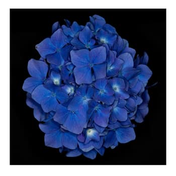 Blue Hydrangea. Limited Edition 1 of 10. by Ian Hoskin
