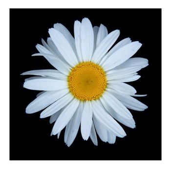 Daisy #3. Limited Edition 1 of 10. by Ian Hoskin