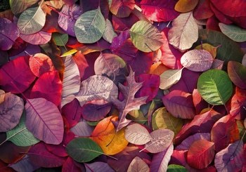 SCARLET FOLIAGE by HOLLY WATT