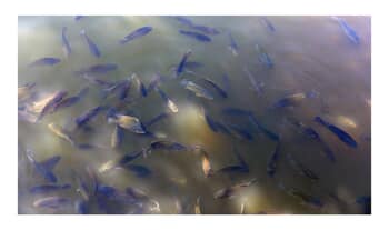 Fish In Kandy Lake. Limited Edition 1 of 10. by Ian Hoskin