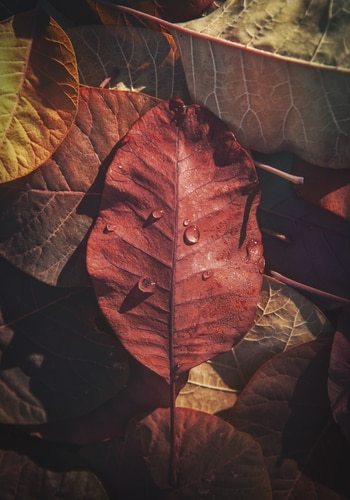 THE LEAF by HOLLY WATT