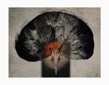 Fleur animale by Sovann Kim