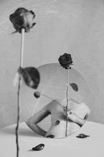 Wounded Rose  #2 by Xidong Luo