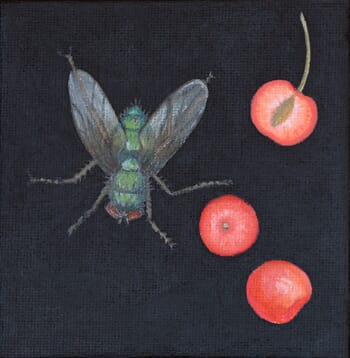 Musca domestica by Sarah Goldbart
