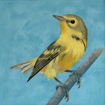 Setophaga discolor par Sarah Goldbart