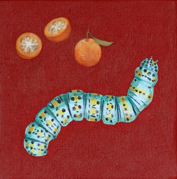 Cucullia verbasci par Sarah Goldbart