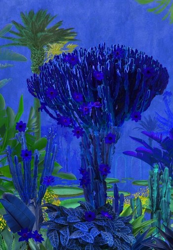 Cactus Marrakech by Nadia Attura