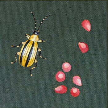 Acalymma vittatum by Sarah Goldbart