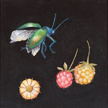 Chrysochus auratus by Sarah Goldbart