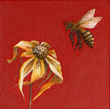 Apis mellifere by Sarah Goldbart