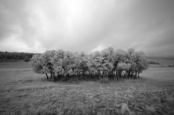 If Wishes Were Trees by Geoffrey Ansel Agrons