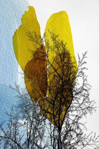 Némée by Jérôme Pergolesi