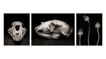 Still Life with Bear Skull and Poppy Pods by Geoffrey Ansel Agrons