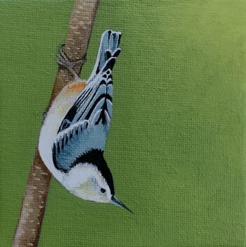Sitta carolinensis by Sarah Goldbart