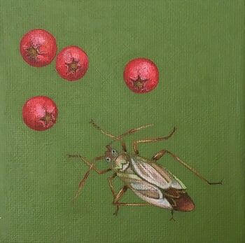 Taylarilygus apicalis by Sarah Goldbart