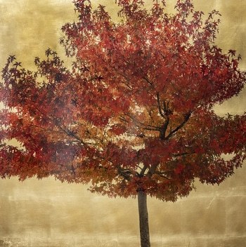 Acer Triflorum von Robert Pereira Hind