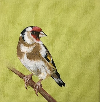 Carduelis carduelis by Sarah Goldbart