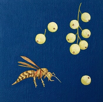 Polistes divaceus by Sarah Goldbart