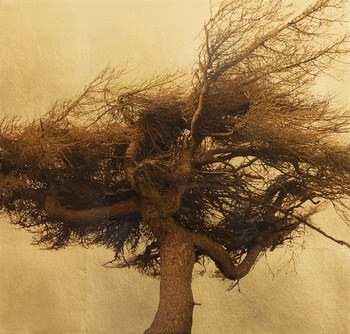 Larix Decidua by Robert Pereira Hind