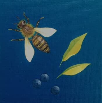 Apis mellifera on Blue by Sarah Goldbart