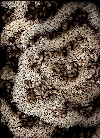 Hêtre von V.Bécourt