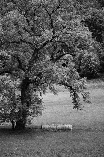 Cottonwood Tree Study by Geoffrey Ansel Agrons
