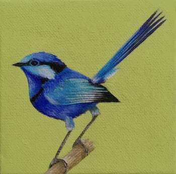 Malurus splendens by Sarah Goldbart