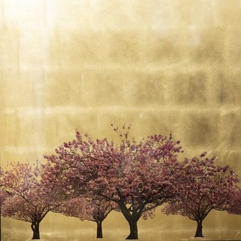 Prunus Serrulata XIV by Robert Pereira Hind