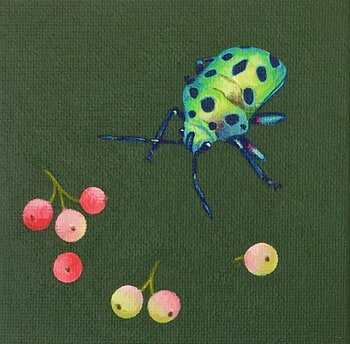 Chrysocoris stolli by Sarah Goldbart