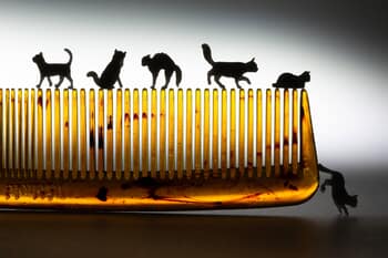 Cat-a-comb par David Gilliver